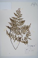 碗蕨藏品圖，第1張