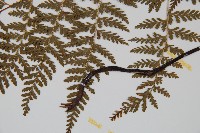 碗蕨藏品圖，第5張