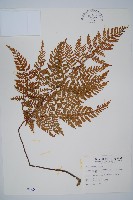 碗蕨藏品圖，第1張