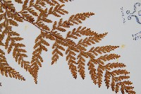 碗蕨藏品圖，第3張