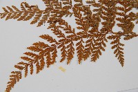 碗蕨藏品圖，第5張