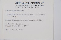 碗蕨藏品圖，第2張