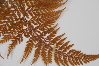 碗蕨藏品圖，第3張