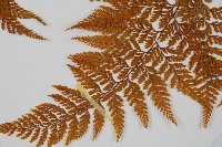 碗蕨藏品圖，第4張