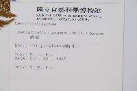 碗蕨藏品圖，第2張