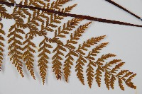 碗蕨藏品圖，第3張