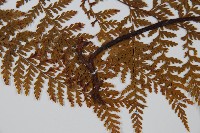 碗蕨藏品圖，第4張