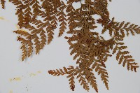 碗蕨藏品圖，第5張