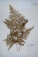 碗蕨藏品圖，第1張