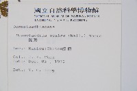 碗蕨藏品圖，第2張