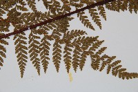 碗蕨藏品圖，第3張