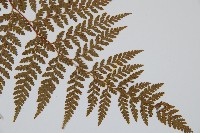 碗蕨藏品圖，第4張