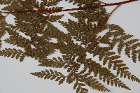 碗蕨藏品圖，第5張