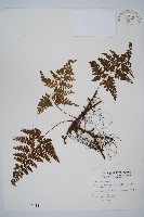 碗蕨藏品圖，第1張