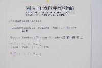 碗蕨藏品圖，第2張