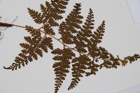 碗蕨藏品圖，第3張