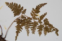 碗蕨藏品圖，第4張