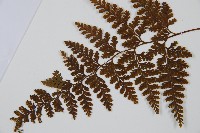 碗蕨藏品圖，第5張