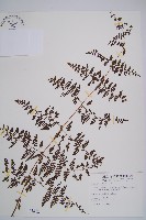 刺柄碗蕨藏品圖，第1張