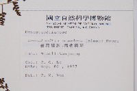 刺柄碗蕨藏品圖，第2張