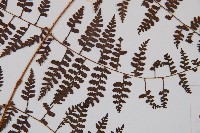 刺柄碗蕨藏品圖，第3張