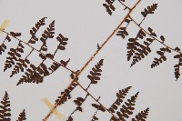 刺柄碗蕨藏品圖，第4張