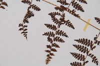 刺柄碗蕨藏品圖，第5張