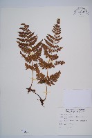 姬蕨藏品圖，第1張