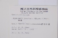 姬蕨藏品圖，第2張