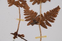 姬蕨藏品圖，第3張