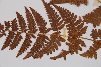 姬蕨藏品圖，第4張