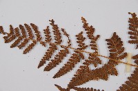 姬蕨藏品圖，第5張