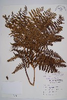 姬蕨藏品圖，第1張