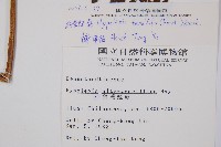 姬蕨藏品圖，第2張