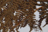 姬蕨藏品圖，第4張