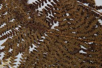 姬蕨藏品圖，第5張