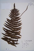 虎克氏鱗蓋蕨藏品圖，第1張