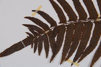 虎克氏鱗蓋蕨藏品圖，第5張