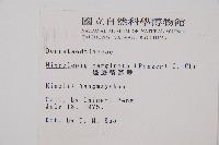 邊緣鱗蓋蕨藏品圖，第2張