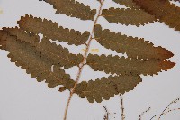 邊緣鱗蓋蕨藏品圖，第3張