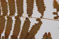 邊緣鱗蓋蕨藏品圖，第4張