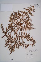 熱帶鱗蓋蕨藏品圖，第1張