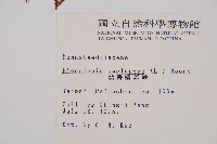 熱帶鱗蓋蕨藏品圖，第2張