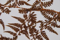 熱帶鱗蓋蕨藏品圖，第3張