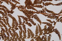 熱帶鱗蓋蕨藏品圖，第4張