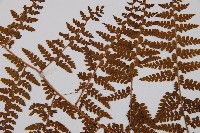 熱帶鱗蓋蕨藏品圖，第5張