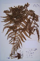 粗毛鱗蓋蕨藏品圖，第1張