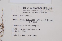 粗毛鱗蓋蕨藏品圖，第2張