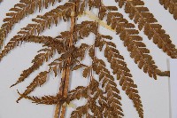 粗毛鱗蓋蕨藏品圖，第3張