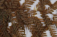 粗毛鱗蓋蕨藏品圖，第4張